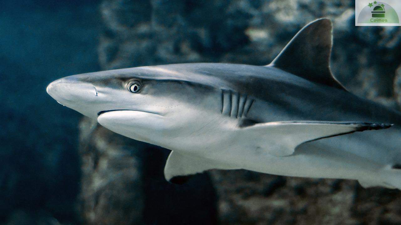 Tiburón